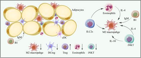 Frontiers Adipose Tissue Aging Is Regulated By An Altered Immune System