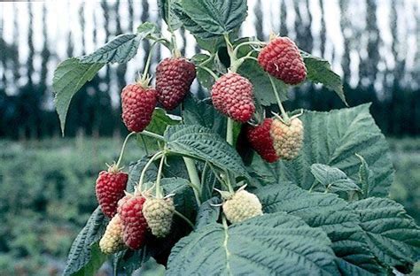 Joan J Primocane Red Raspberry Plant - Stark Bro’s