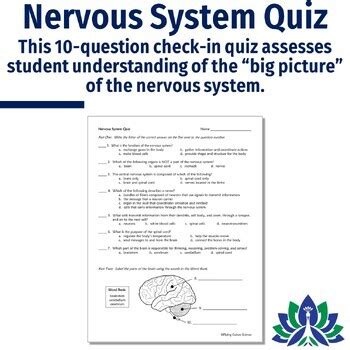 Brain And Nervous System Quiz And Notes By Flying Colors Science