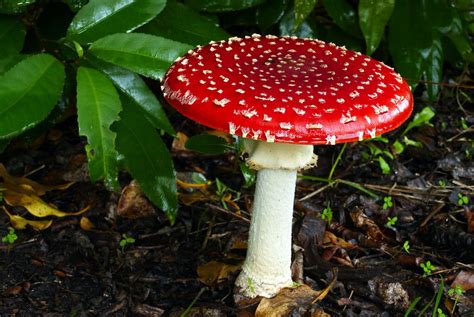 Amanita Muscaria Fly Agaric Cogumelos