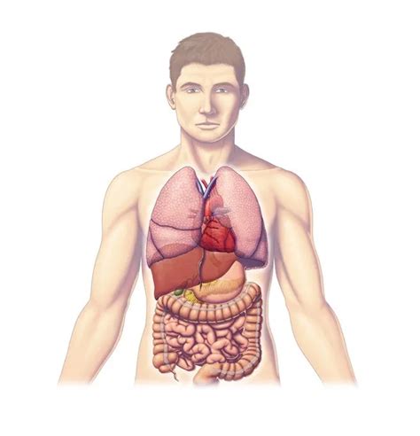 Organos Del Cuerpo Humano Con Sus Nombres Imagui