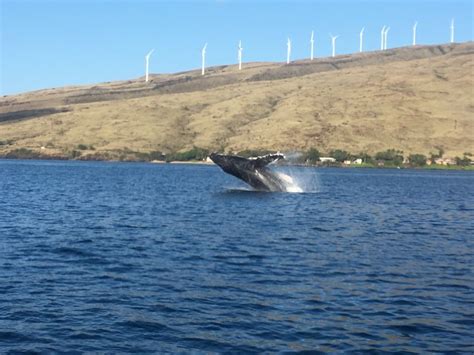 Maui Excursion Cologique D Observation Des Baleines Depuis Le Port