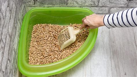 The Ultimate Guide To Rabbit Litter Box Setup And Training Everbreed