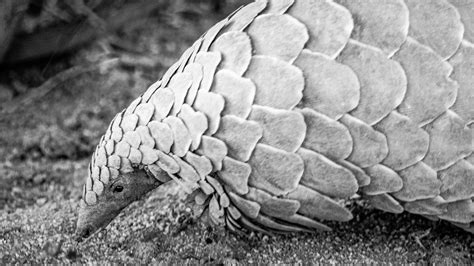 World Pangolin Day 2023 — My Wyld Life