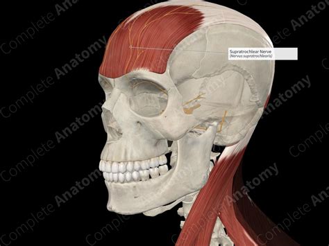 Supratrochlear Nerve | Complete Anatomy