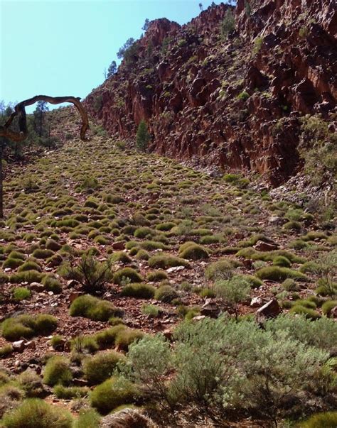 Spinifex • Flinders Ranges Field Naturalists