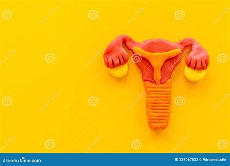 Utero Del Sistema Riproduttivo Femminile Vista Superiore Modello