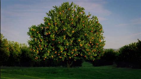 Simply Orange Tv Spot Plant Tour Ispottv