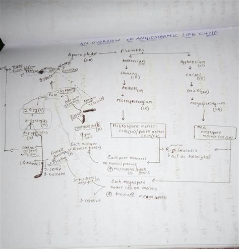 Prepare A Flow Chart To Explain The Process Of Sexual Reproduction In