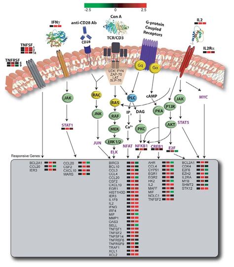 Outline Of Signal Transduction Pathways Initiated And Genes