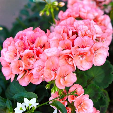 Pelargonia Rabatowa Mix 25 Szt Nasion TORAF Sklep RajOgrodnika Pl