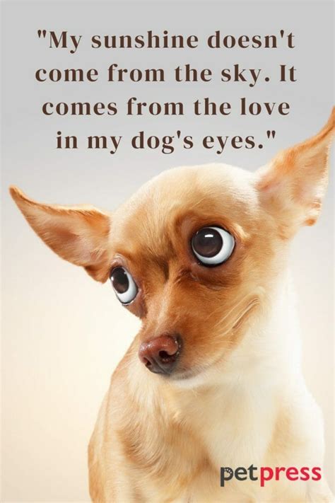 100+ Best Funny Dog Quotes to Brighten Your Day