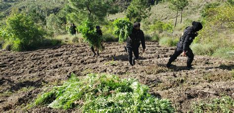 Policía Nacional Civil de Guatemala PNC erradica plantación de