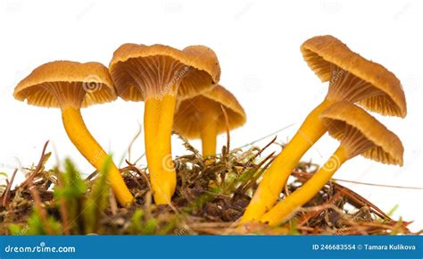 Yellowfoot Mushrooms Craterellus Tubaeformis Isolated Stock Photo