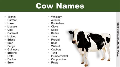 Cow Names | Funny, Traditional & Cute - Pet Names Vocab