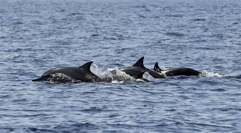 Adam Walker saved by dolphins from shark attack: The myth that dolphins ...