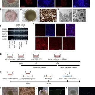 Generation Of Hipsc Rpe And Hipsc Rpe Cell Sheets From Hipscs