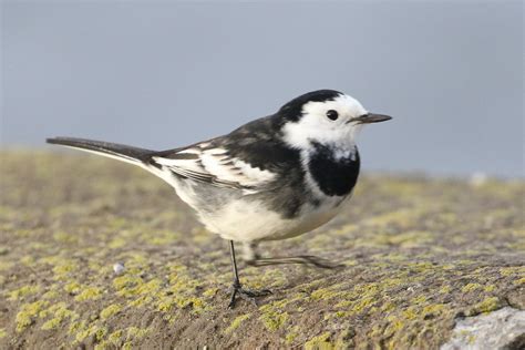 Pied Wagtail Newton Shore Dougie Edmond Flickr