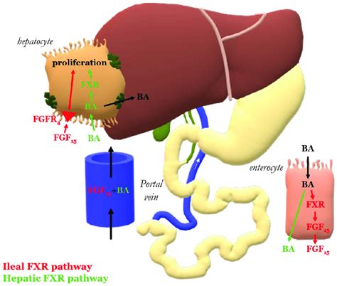 Bile Acid BA And Farnesoid X Receptor Fxr Signaling Ileal Fxr