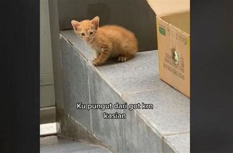 Kucing Oren Dipungut Dari Got Penampilan Setelah Jadi Majikan Bikin Geli