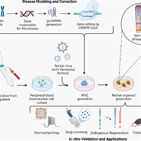 Generation And Application Of Retinal Organoids To Generate Retinal