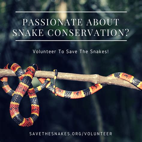 volunteer-meme - Save The Snakes