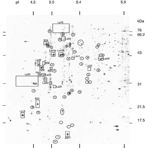 Figure 1 From Two Dimensional Electrophoretic Analysis Of Aedes Aegypti