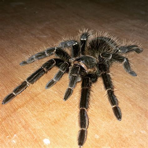 Lasiodora Parahybana | Tarantula Forum