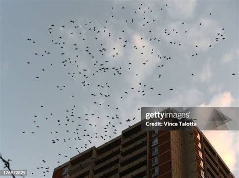 Starling Swarm Photos and Premium High Res Pictures - Getty Images