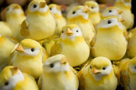 10 Best images about Animals--Birds--Yellow Birds on Pinterest | Trees ...