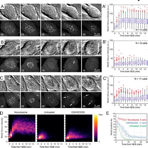 Figure 1 from Microtubules assemble near most kinetochores during early ...