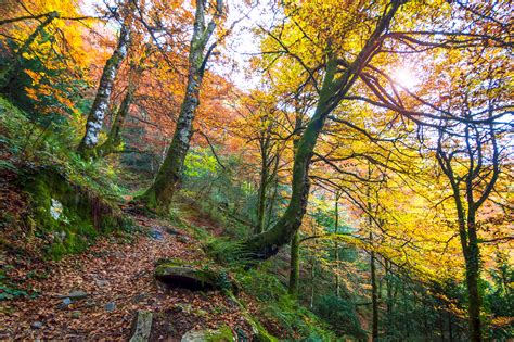 Bosque Virgen En O Courel Paisajes Comunidad Nikonistas