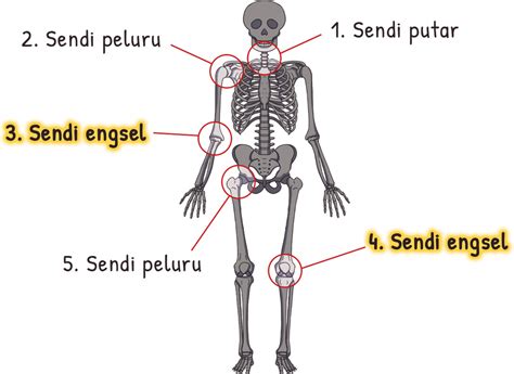 infokucom jenis jenis sendi beserta fungsi  letaknya  tubuh
