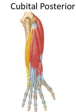 Tendinitis Del Cubital Anterior Y Posterior Causas S Ntomas Y