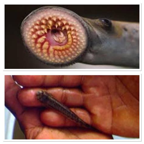This is the Amazonian candiru fish. It is popularly known for swimming