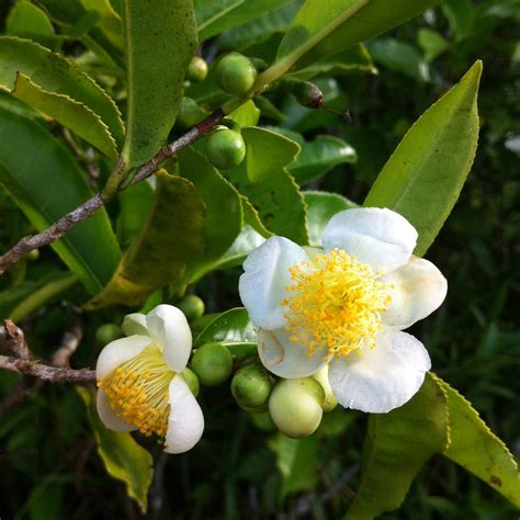 Camellia Sinensis