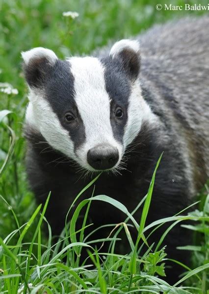 European Badger Fan Casting