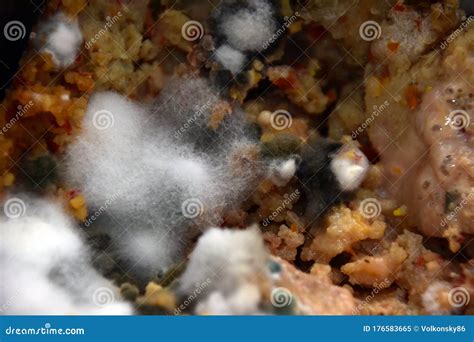 Disgusting Mold Of White And Green Covers Rotten Food Stock Image