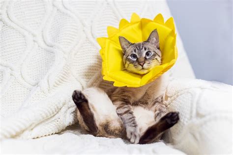 Cat Cone Alternatives That Actually Work Atelier Yuwa Ciao Jp