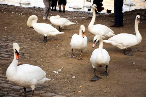 Família de cisnes flutuando relaxando e nadando encontrando comida no