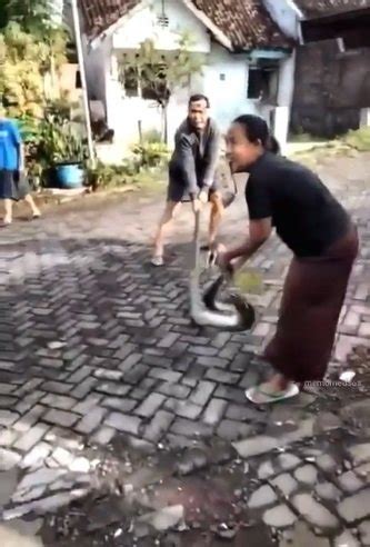 Emak Emak Tangkap Ular Meter Dengan Tangan Kosong Ini Videonya Panen