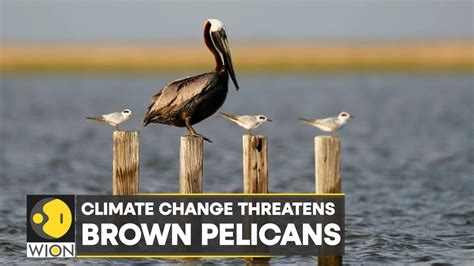 Wion Climate Tracker Vanishing Islands In Louisiana Threaten Brown