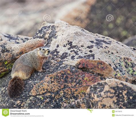 Marmota En Rocas Imagen De Archivo Imagen De Salvaje