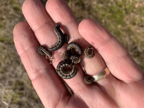 True Armyworms In Corn Mississippi Crop Situation