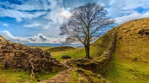 Why Did The Hadrians Wall Tree Mean So Much To Us