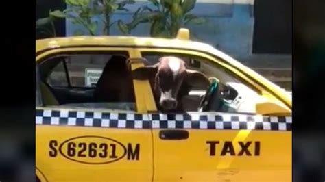 Watch Al Rojo Vivo Highlight Captan Taxi Que Viajaba Con Una Vaca A