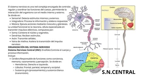 Sistema Nervioso Miguel Ngel Udocz