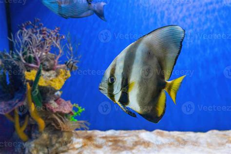 Batfish Stock Photos, Images and Backgrounds for Free Download