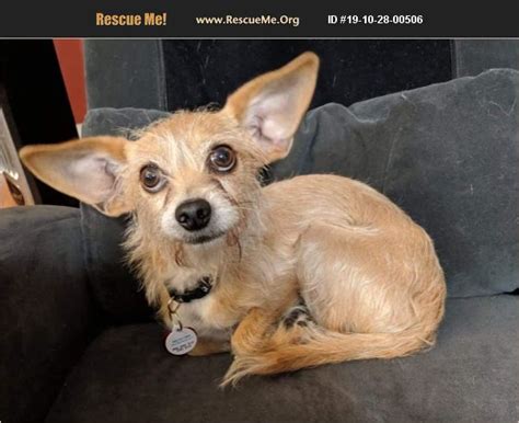 Adopt Chinese Crested Rescue Pensacola Fl