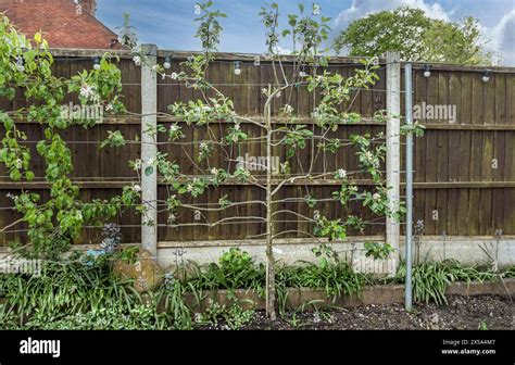 Espalier apple tree with blossom against a fence tied back and trained ...